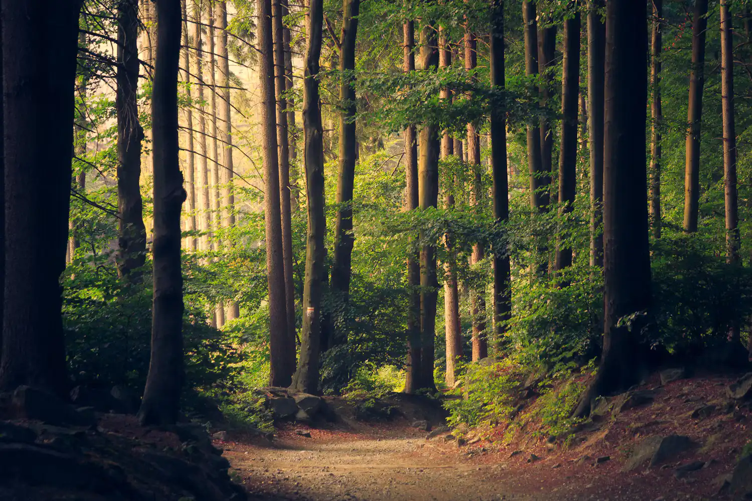 NatureNest
